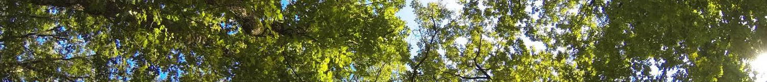 Bois de côtes, arbres au-dessus du charnier 70 ans après - copyright Finkelstein Jean-François
